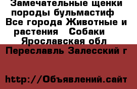 Замечательные щенки породы бульмастиф - Все города Животные и растения » Собаки   . Ярославская обл.,Переславль-Залесский г.